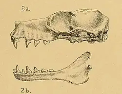 Drawing of bat skull