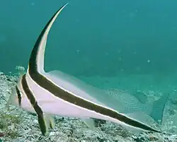 Jack-knifefish
