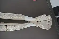 A white bone that has teeth attached