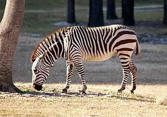 Hartmann's mountain zebra (Equus zebra hartmannae)