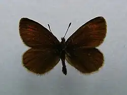 Erebia eryphile