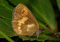 Erebia manto underside ♀