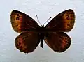 Erebia meolans