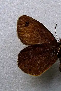 Erebia pluto underside