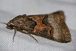 Photograph of the brown and russet moth facing left on a white cloth