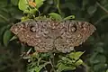 Erebus macrops