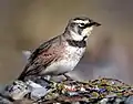 In British Columbia, Canada
