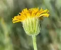 Flower bract