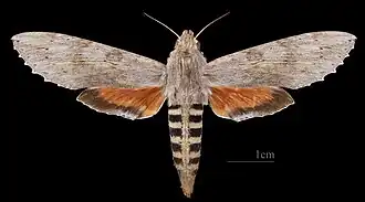 Erinnyis ello ♀