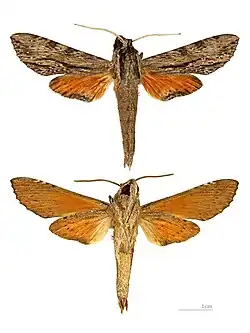 Erinnyis obscura