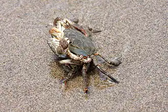 Mating