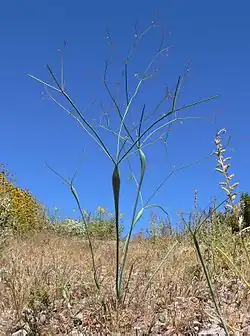 Eriogonum inflatum (desert trumpet)