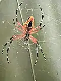 E. nephiloides, underside of abdomen.