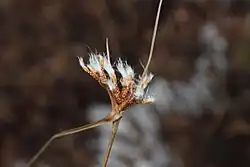 Eriophorum virginicum with persistent seeds in March