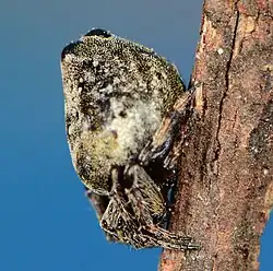 female