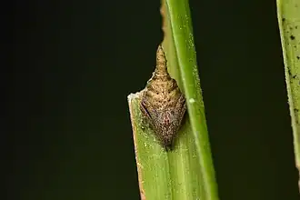E. gryffindori