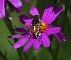 Eristalinus modestus