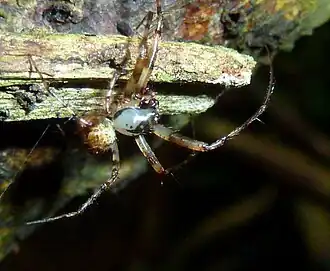 male E. capensis