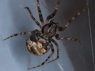 E. furcata