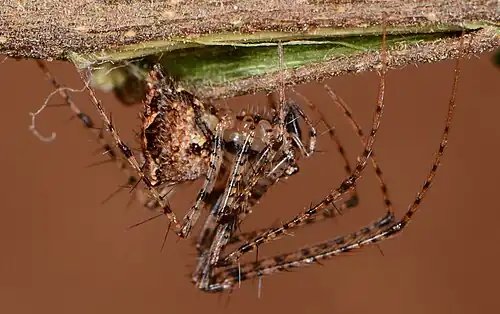 Female