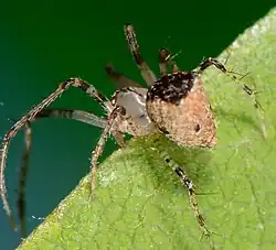 Female