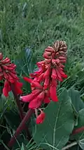 Inflorescence