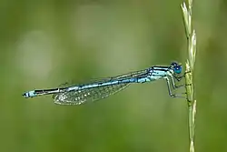 Erythromma lindenii