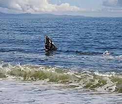 Gray whale cavorting