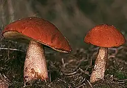 "Leccinum aurantiacum"
