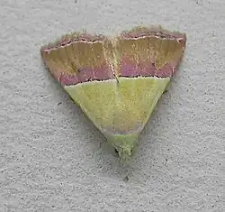 Eublemma anachoresis