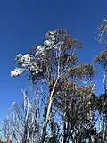 A tall snowgum in Thredbo