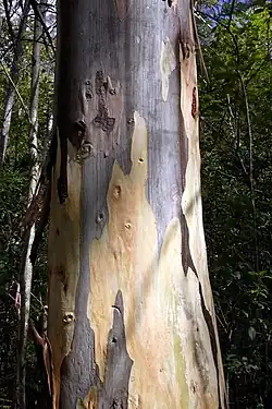 Mountain blue gum trunk/bark