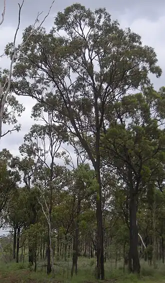 Eucalyptus fibrosa tree, Canoona, 2011