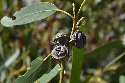 fruit