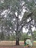 tree