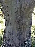 trunk bark