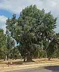 Eucalyptus trees