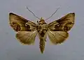 Euchalcia taurica