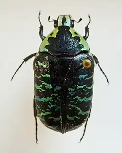 Euchroea coelestis peyrierasi top view