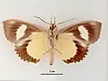 Male, ventral view