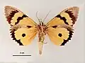 Male, ventral view