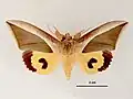 Female, dorsal view