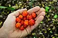 Fruits