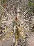 Spines