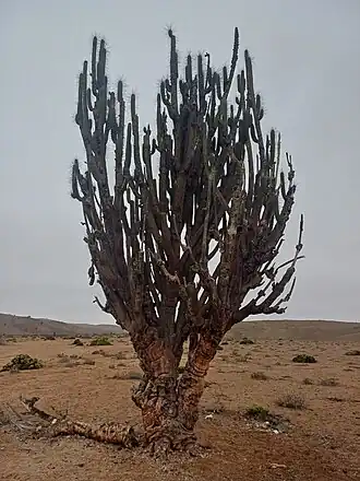 Mature plant in Carrizal Alto, Huasco, Chile