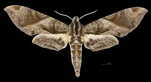 Female dorsal
