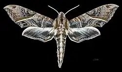 Eumorpha neuburgeri
