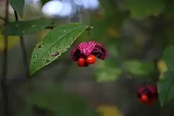 Fruit body with leaf