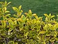 The variegated cultivar 'Emerald 'n' Gold'