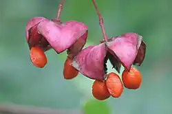 Close up of fruit